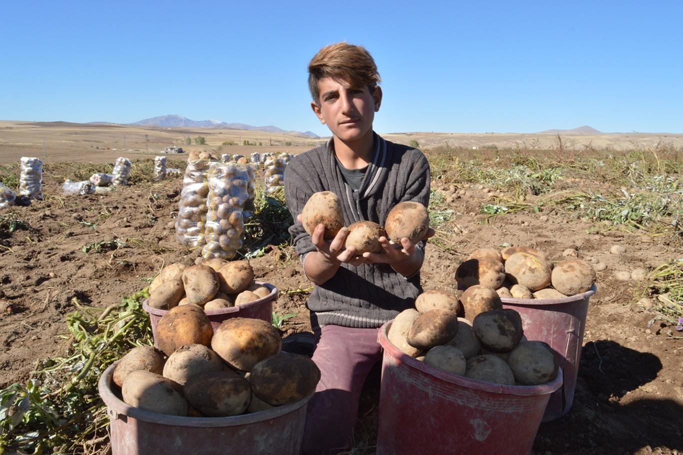 Ahlat patatesinde rekolte çiftçinin yüzünü güldürdü Ahlat patatesinde rekolte çiftçinin yüzünü güldürdü